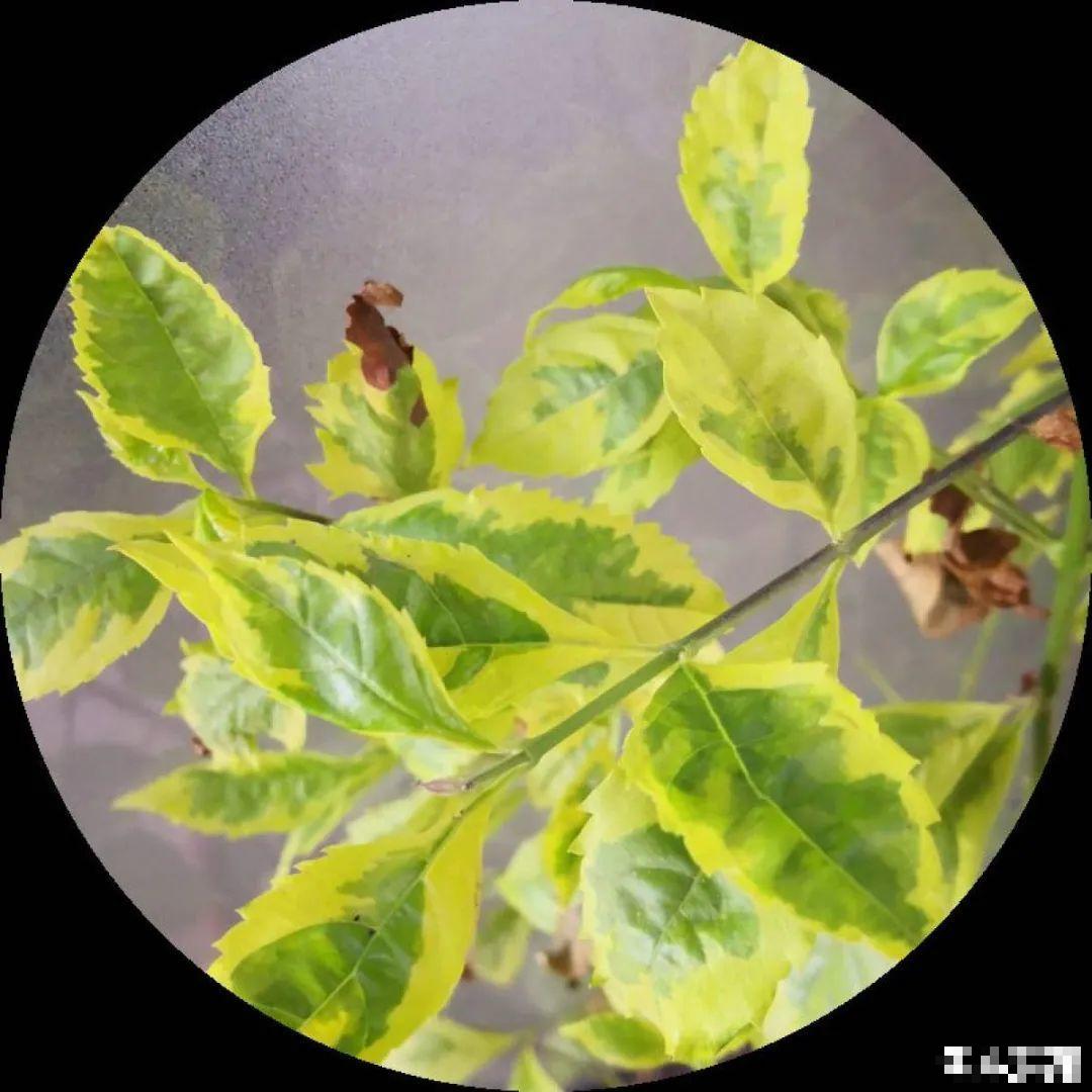 24种花,净化空气最厉害,绿萝竟然倒数! 24种花,净化空气最厉害,绿萝竟然倒数!