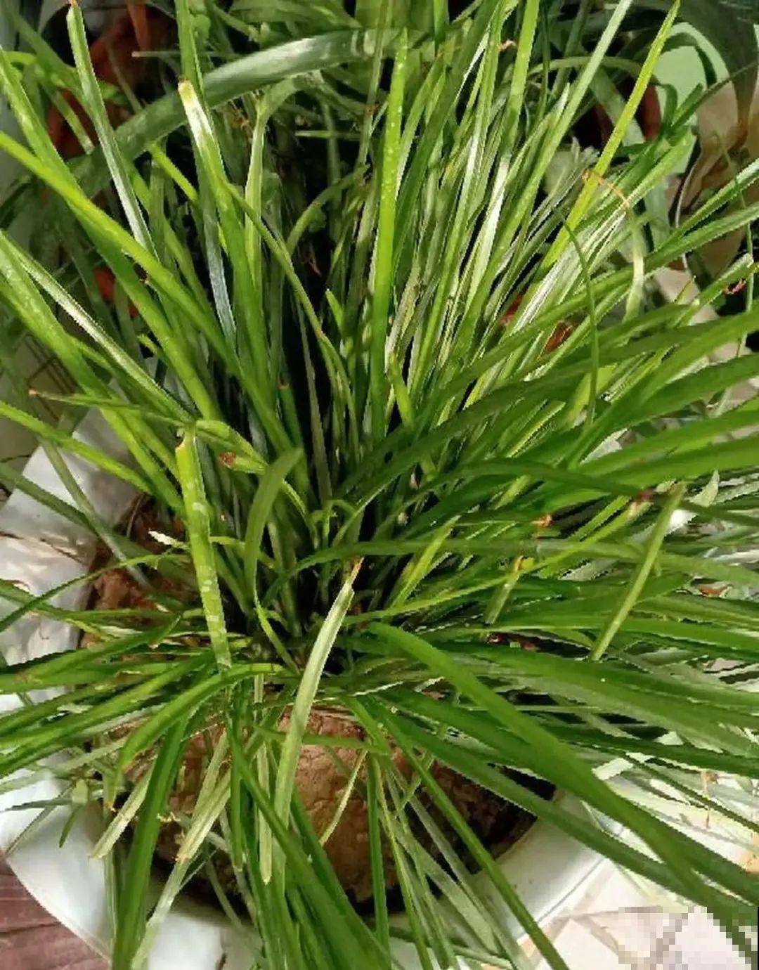 花长得像蔬菜，那也不能吃，有毒的！