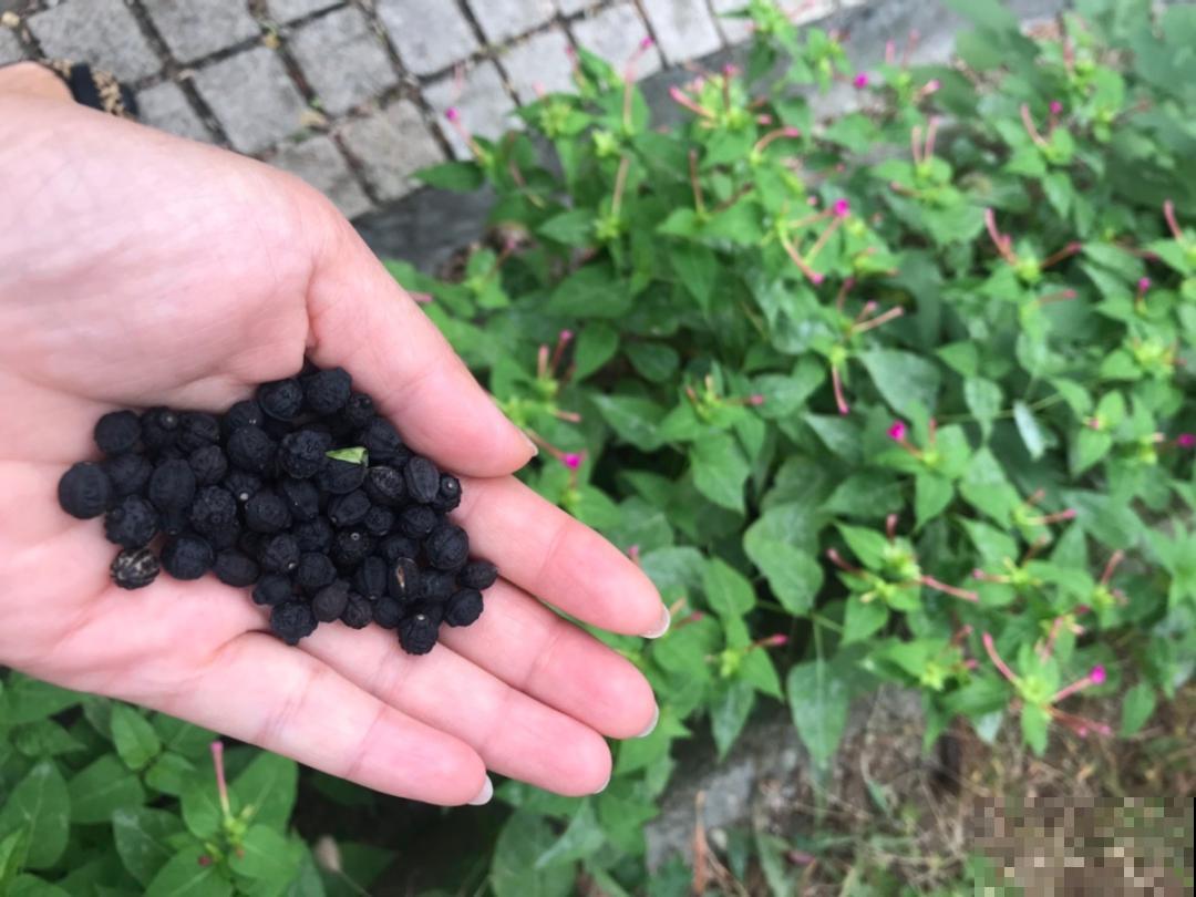 只需要种一次的花，年年疯长，除都除不尽