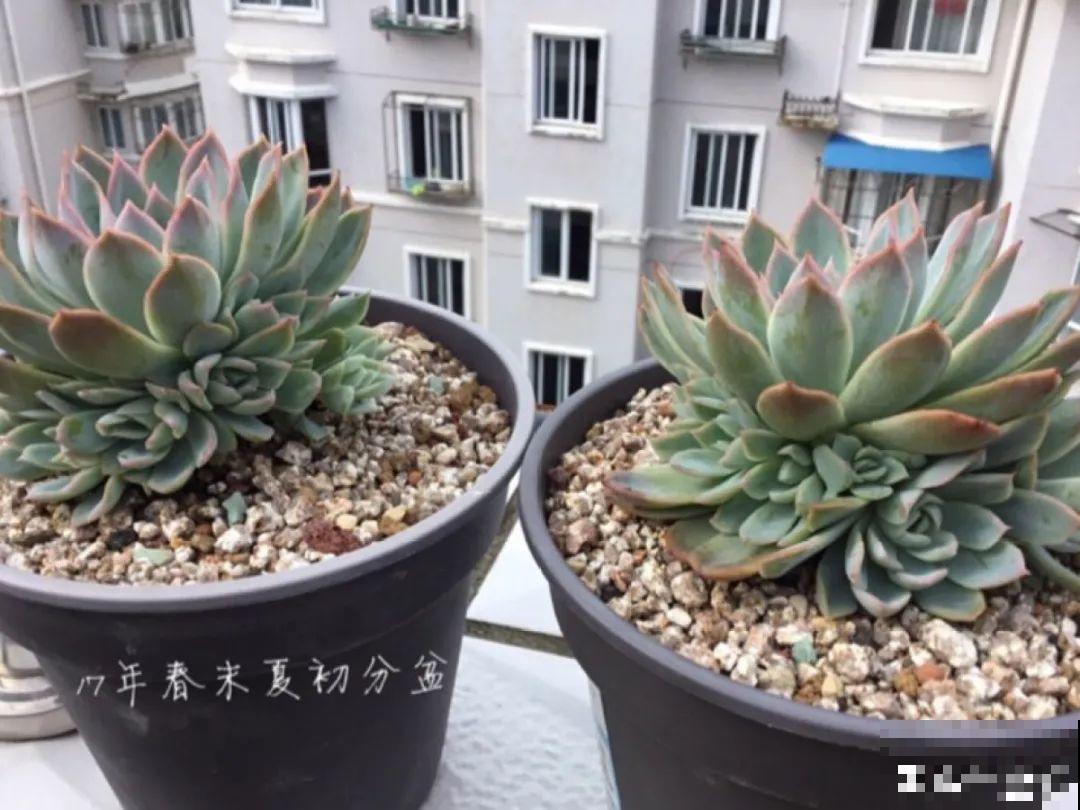 多肉要是养好了，精致得像艺术品，光看就很满足了