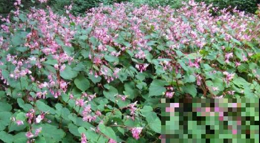 4种高颜值的秋海棠，耐阴好养，一年四季都有花赏！