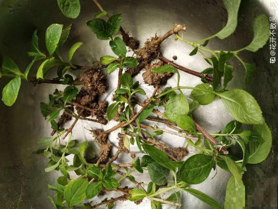 10个养花偏方,一般人我不告诉他,养花太好用 10个养花偏方,一般人我不告诉他,养花太好用