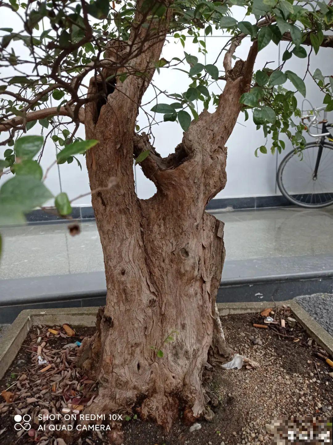 5种花养在小花盆里，只要养两年，就能变成老桩