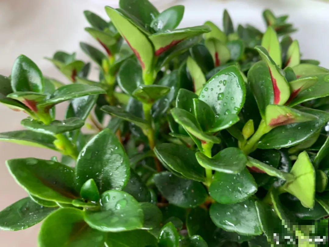 自制“增亮剂”，给花叶子擦一擦，亮的照人影