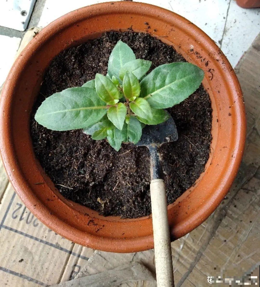 现在扦插超好活，剪根枝，捂3天，冒出狗牙根！