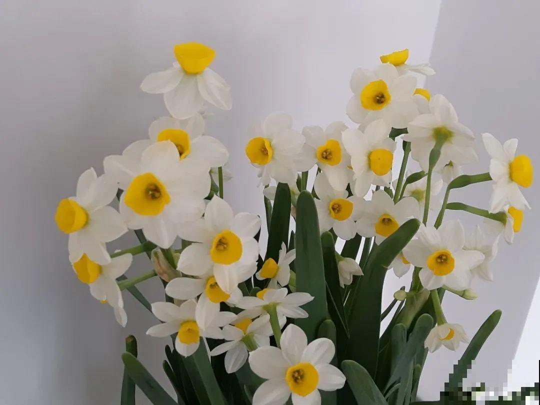 比绿萝好看的8种花，养护起来特简单，颜色还鲜艳