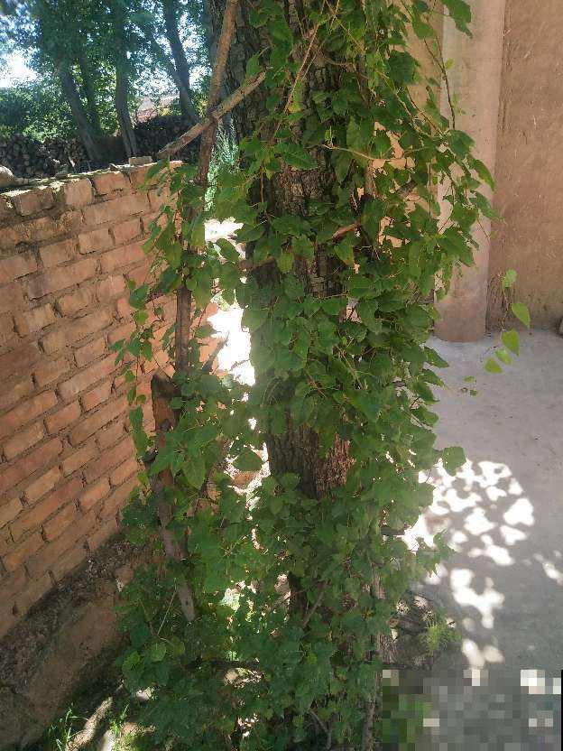 院子里养了一墙的花，邻居却不高兴了，差点吵起来