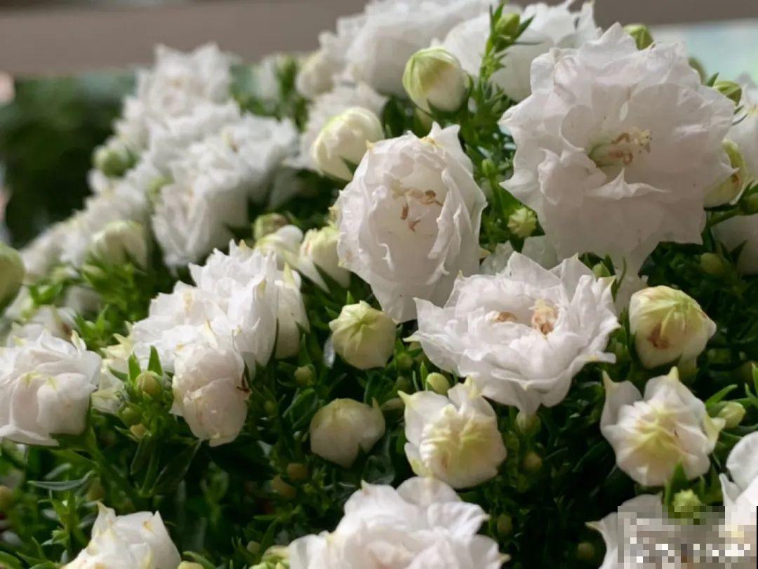 16种高颜值花，冬天耐寒不娇气，新手也能养爆盆