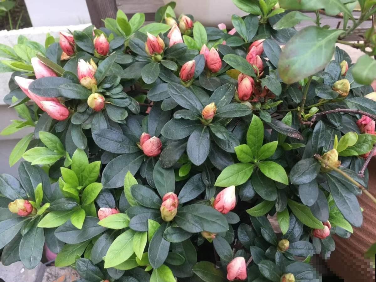 怎样用磷酸二氢钾，才能让植物爆开花？记住3点太重要！