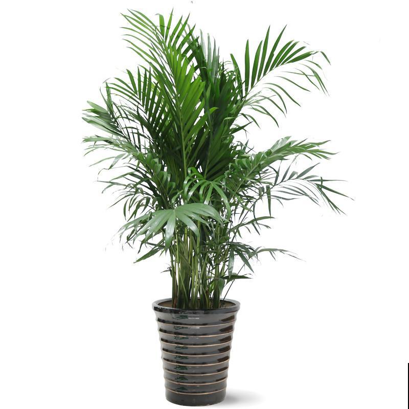 散尾葵是“天然加湿器”，叶子油绿，清新养眼！