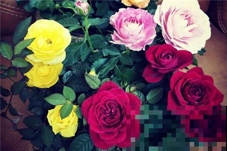 不知道玫瑰花怎么样?4个小技巧,轻松掌握盆栽玫瑰的养护方法! 不知道玫瑰花怎么样?4个小技巧,轻松掌握盆栽玫瑰的养护方法!