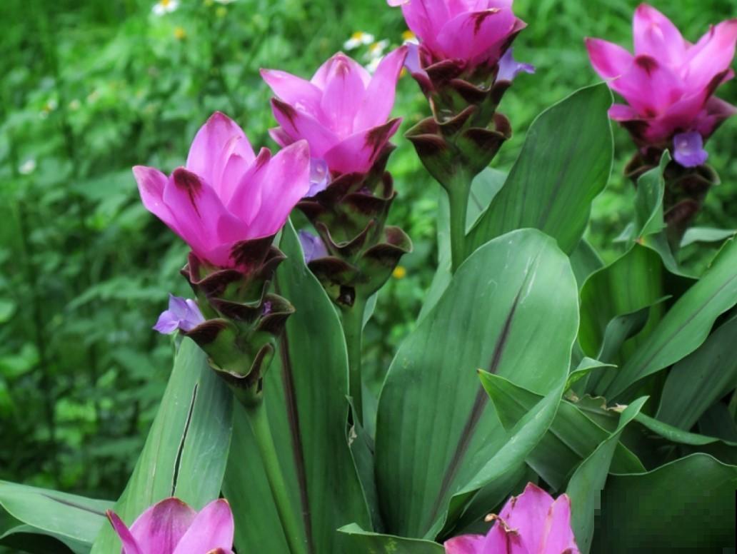 生姜居然能开出荷花?姜荷花仙气十足,养护方法也非常简单! 生姜居然能开出荷花?姜荷花仙气十足,养护方法也非常简单!