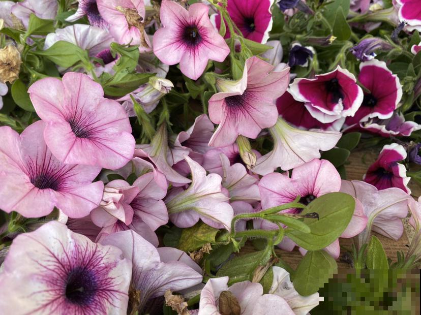 4种花是个种院子里，春天撒种子，夏天就开成花海