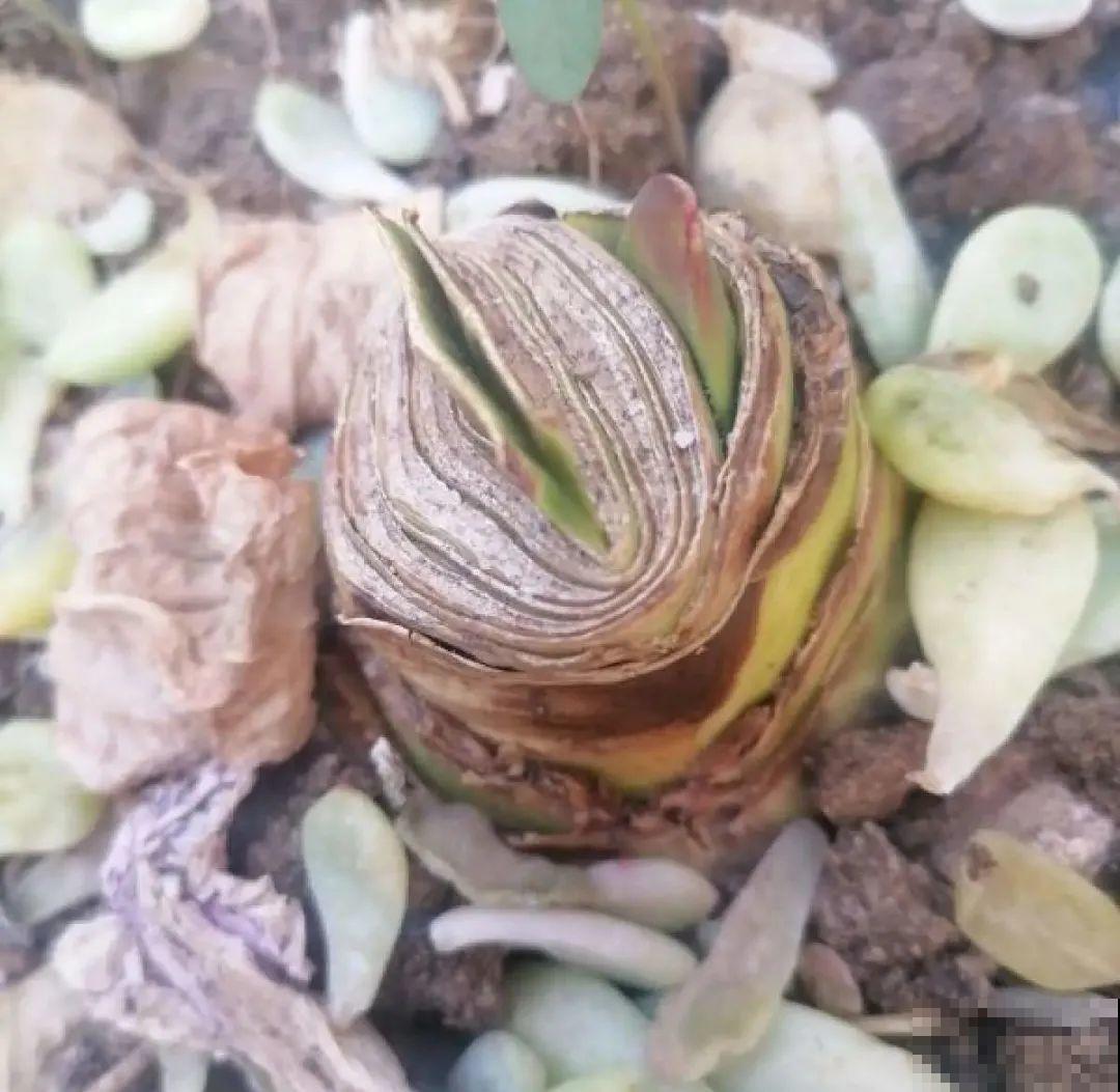 虎皮兰扒层土，嗖嗖冒芽，长得特旺