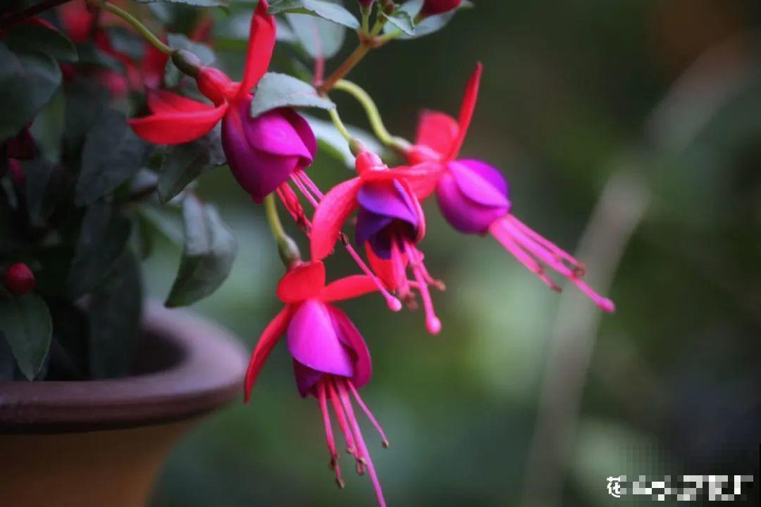 梦想有个院子，养花弄草，过舒心日子！