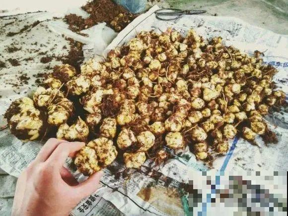 春天给花分株，1盆变成多盆，很快爆盆