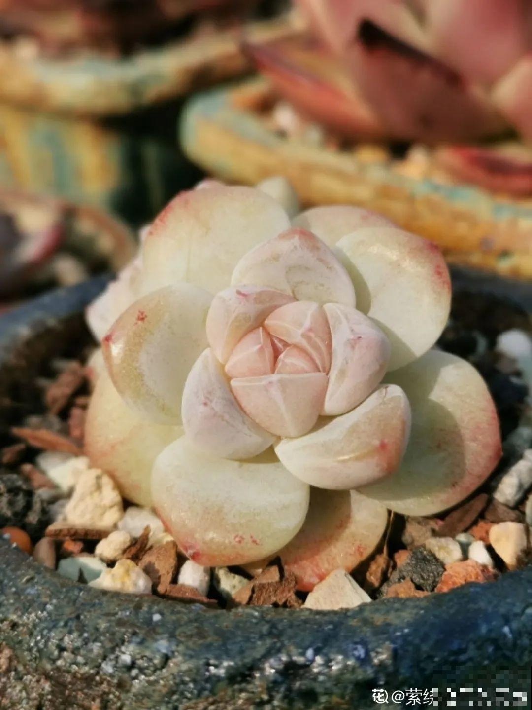 3款果冻多肉，透明软萌人人爱，好想轻轻咬一口！