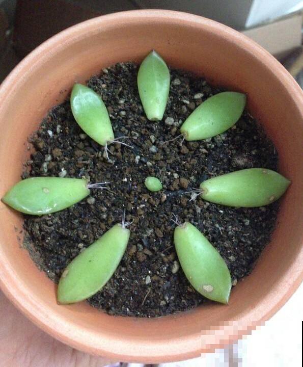 养多肉这样叶插！快速生根，轻松繁殖一大片！