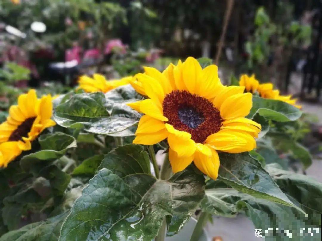 6种花开花有好运，每一次花开，心情特好