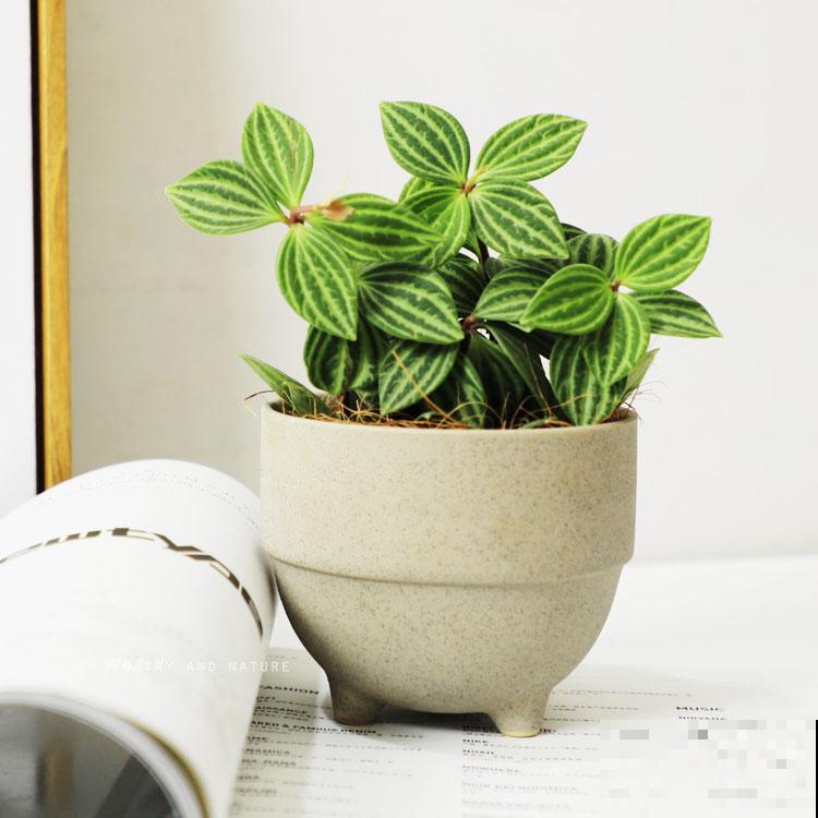 不常见的5种绿植，养过3种就是大神，你养了几种？