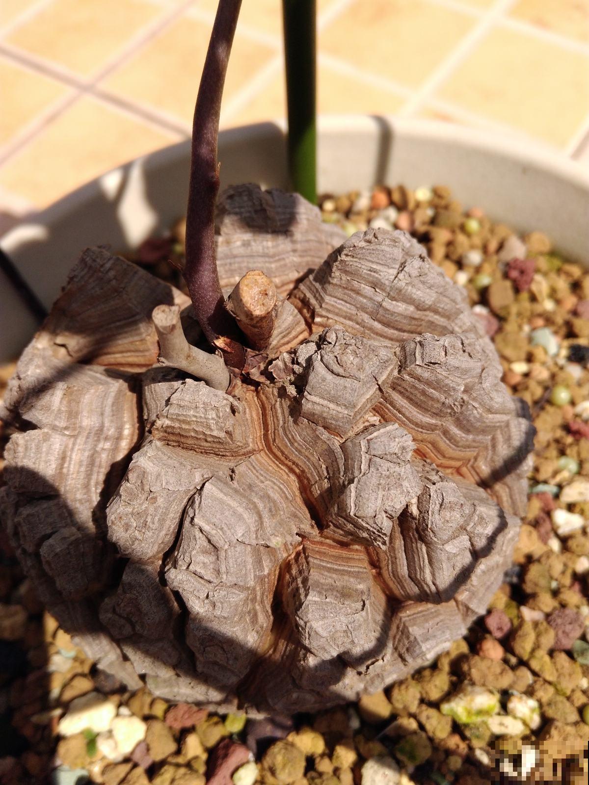 4种花超霸气，院子里养一种，开花气质独特