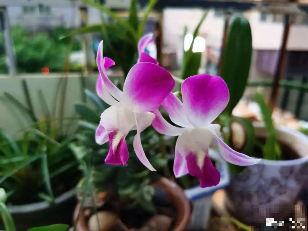 6种花慎养，再好的盆和土，现在也养不活