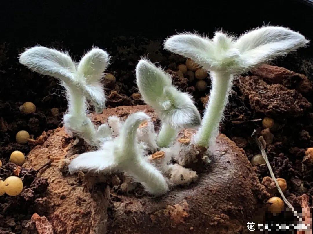 农村树上长出大萝卜?开出灯笼花,价格贵的出奇! 农村树上长出大萝卜?开出灯笼花,价格贵的出奇!