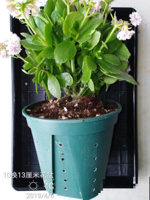 2月养花下狠手，剃光头、撸光叶，越狠越开花！