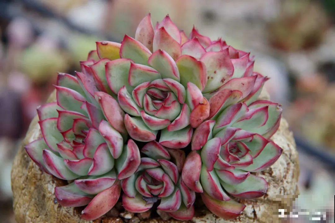 多肉要是养好了，精致得像艺术品，光看就很满足了