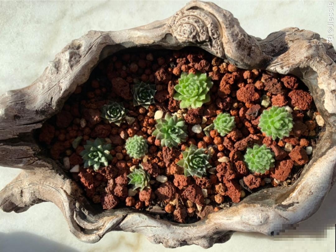 小阳台也能养多肉，一尺一寸，都是繁华！