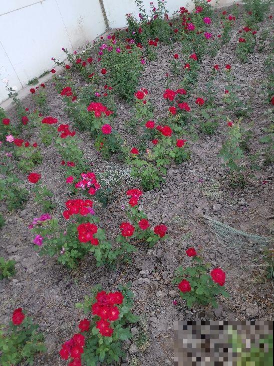 春天养花，最重要的是“准备”，要提前规划好