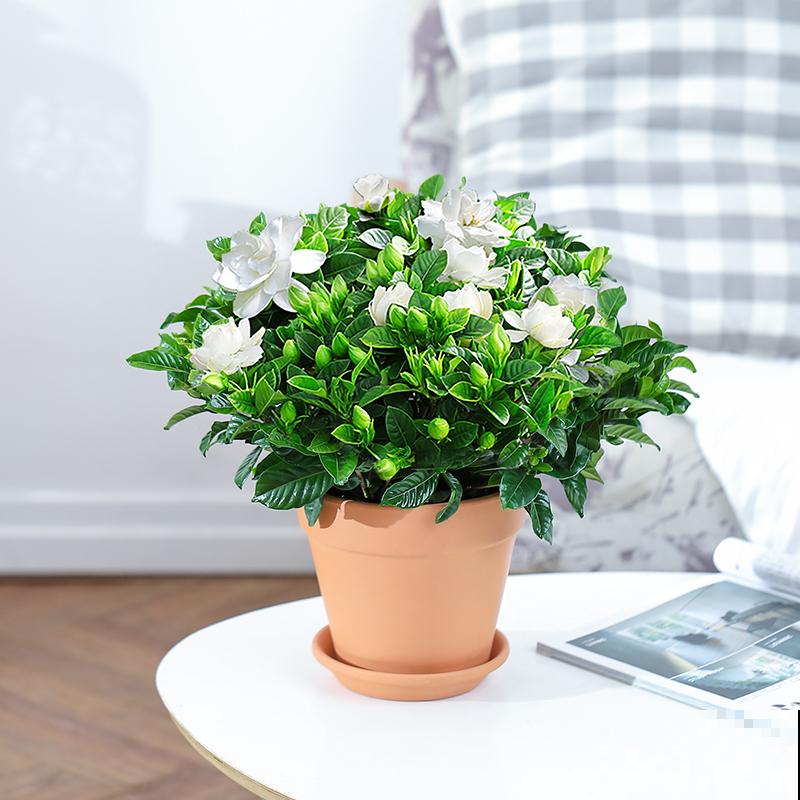 “失眠克星”?卧室里养这几种植物,再也不都用担心失眠了! “失眠克星”?卧室里养这几种植物,再也不都用担心失眠了!