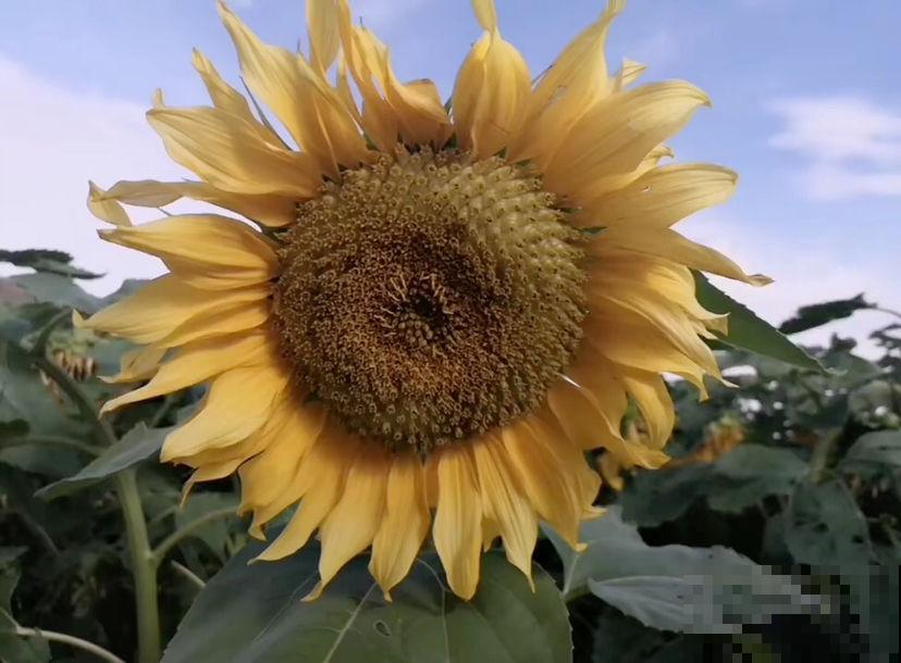 7个植物冷知识，知道的人太少，看完真长知识！