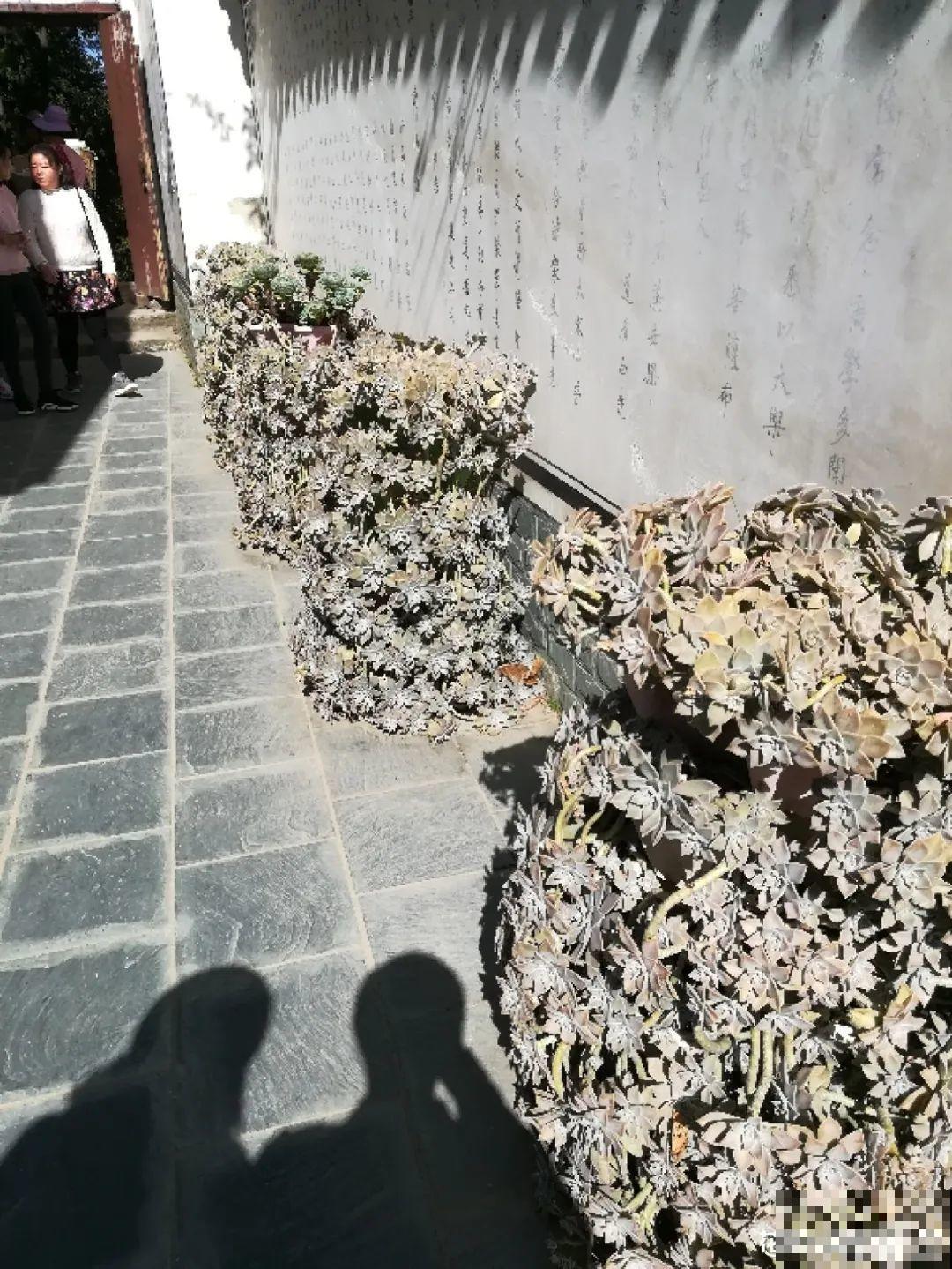 山上的尼姑庵,只养花不烧香,看完想出家 山上的尼姑庵,只养花不烧香,看完想出家