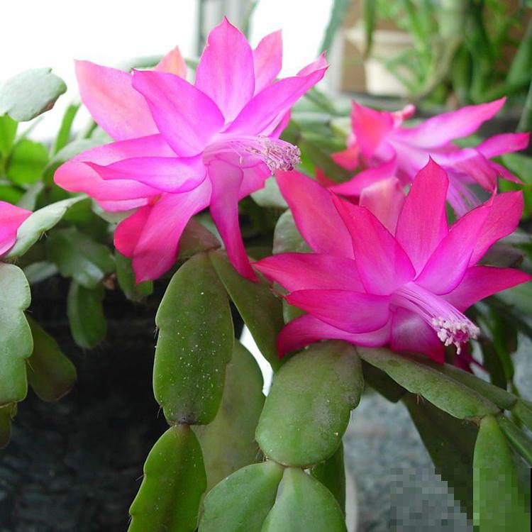 蟹爪兰养不好？4个小技巧，一盆养多年！