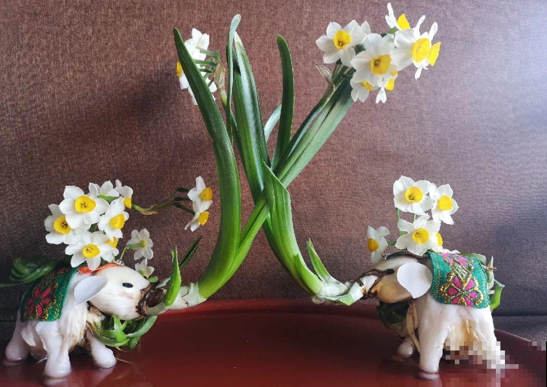 牙签串大蒜，冒充七彩水仙？千万别上当！