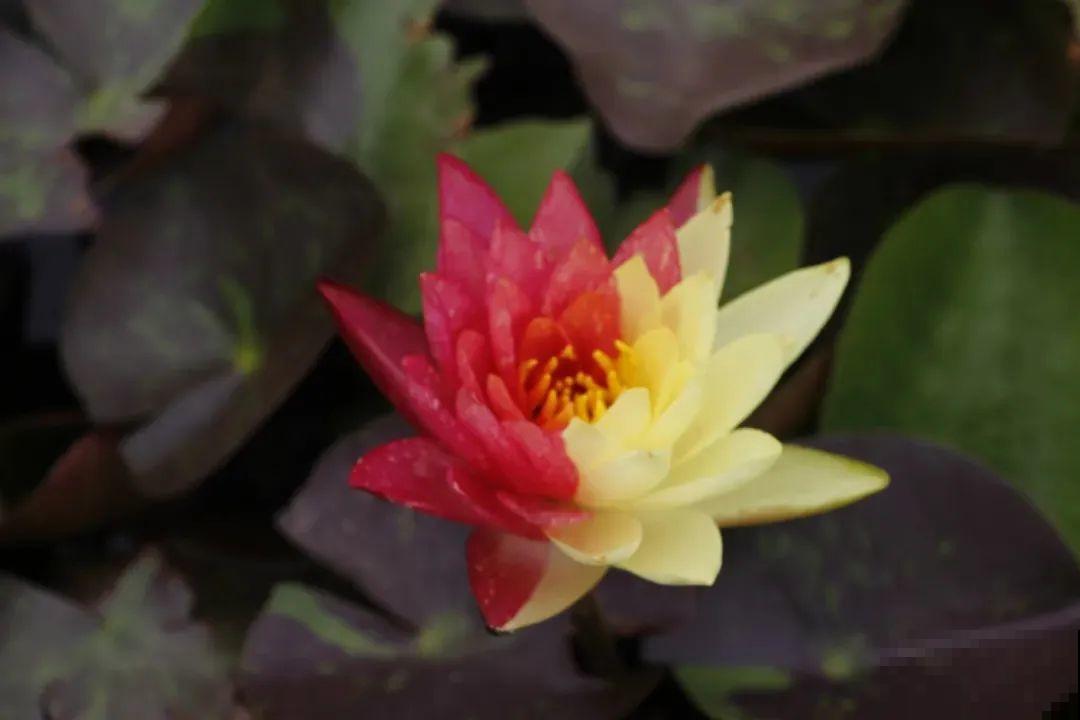 家里养盆“花中睡美人”，一天灌一瓢水，开花多得大缸放不下！