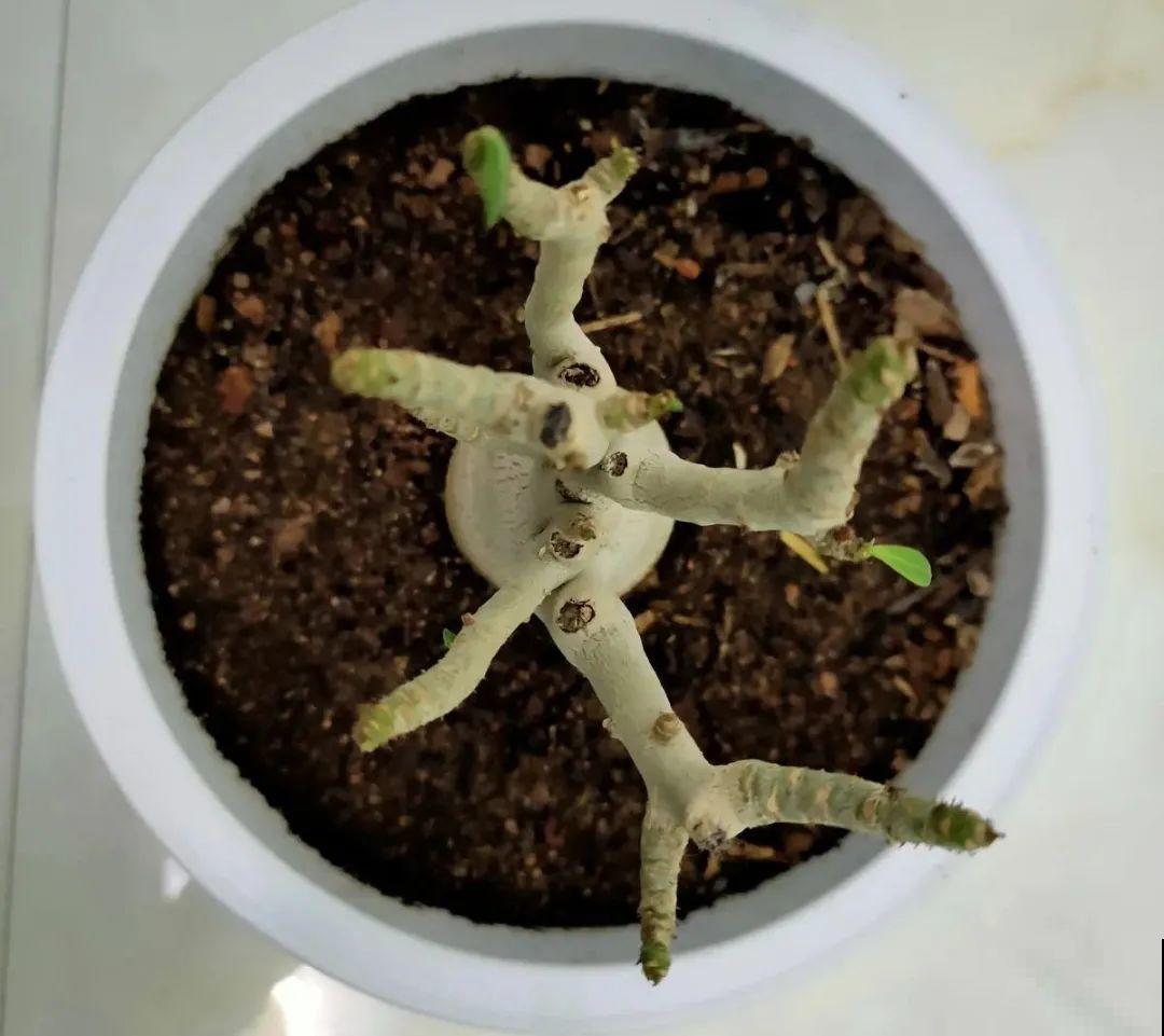 管住手！这几样事少做，花才能安稳过冬！