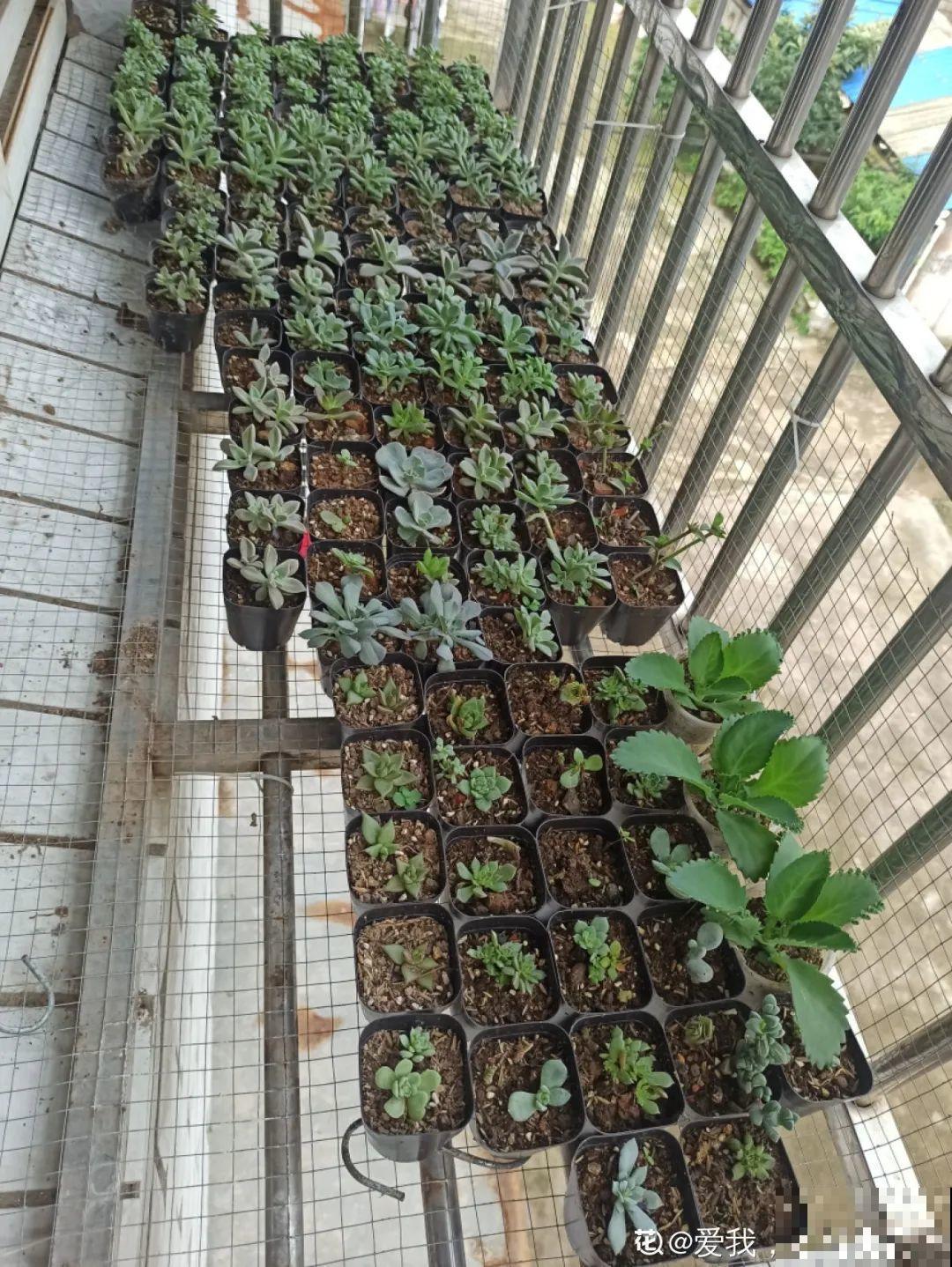 初春的多肉要撸叶子，重新扦插，能生好多盆