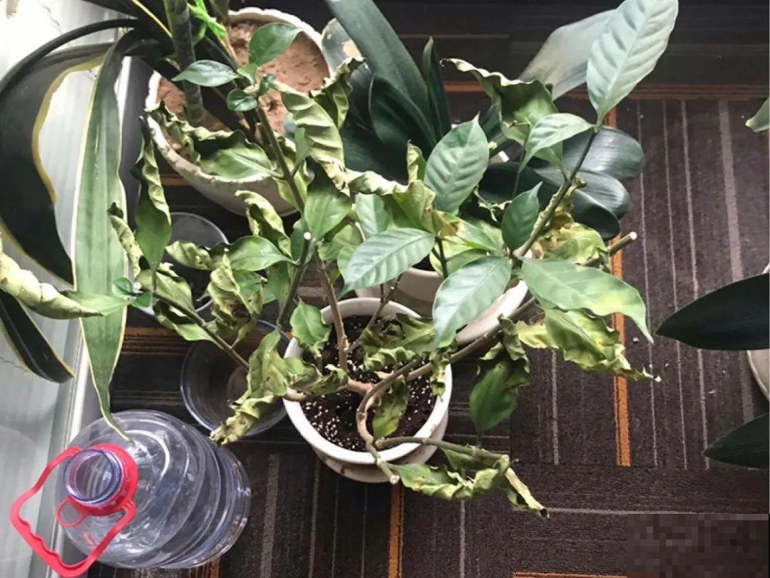 腊月养花禁忌，一定要保暖，不然花很快就死