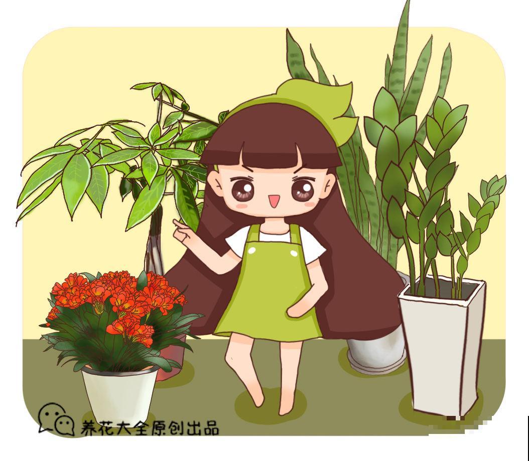 散尾葵是“天然加湿器”，叶子油绿，清新养眼！