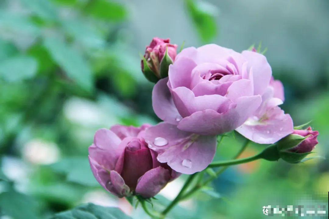 月季12个月计划表，按照这个养，大花墙不是梦！