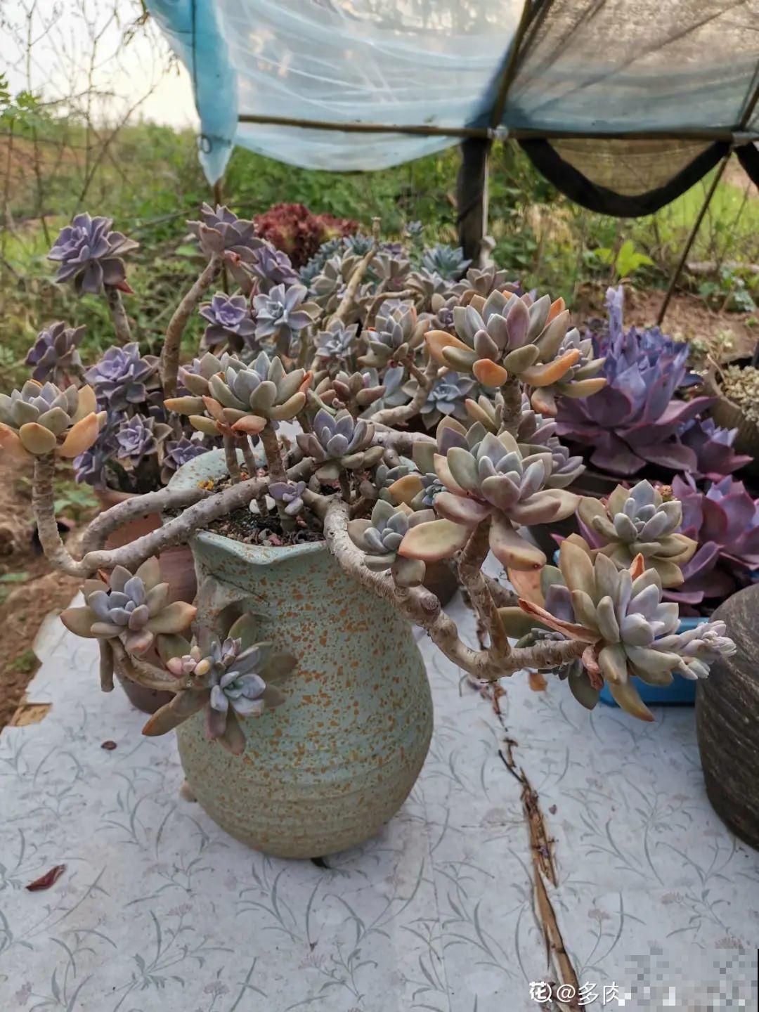 自然生长的多肉，叶子肥嘟嘟，壮得像大白菜