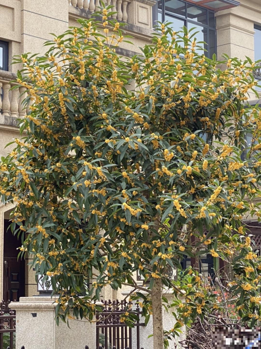 家里养盆镇宅花,一年红红火火,好运满满 家里养盆镇宅花,一年红红火火,好运满满