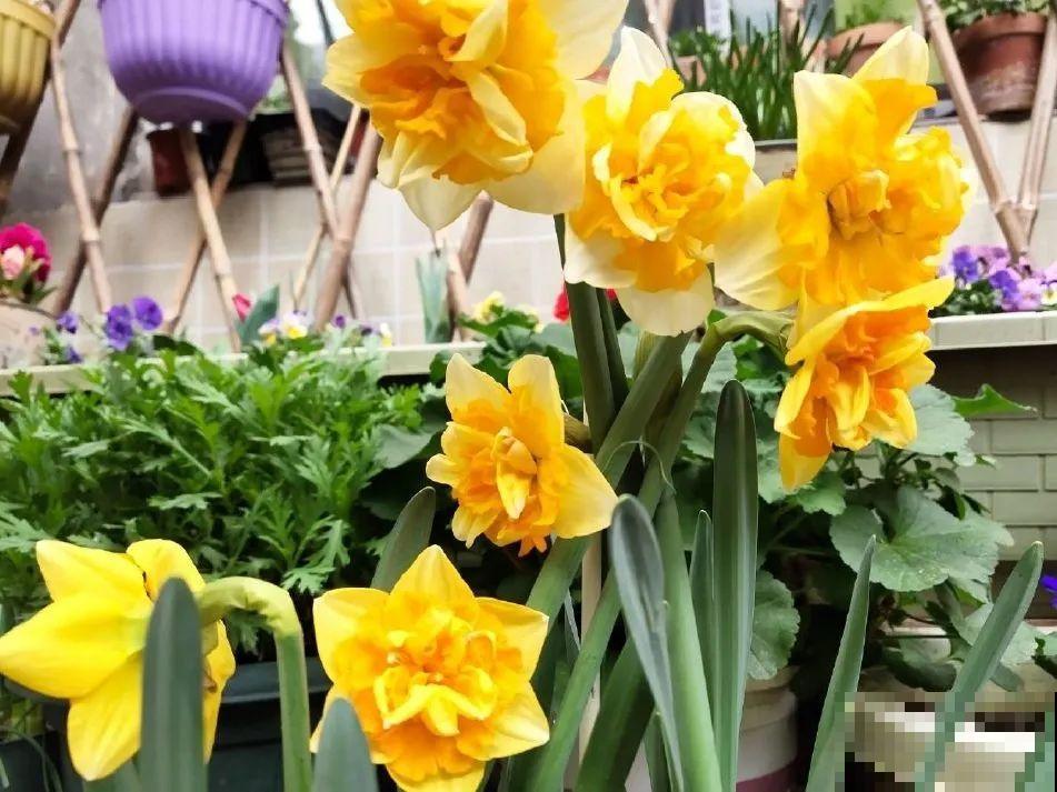 5年的花园，消失只要3天，全没了……