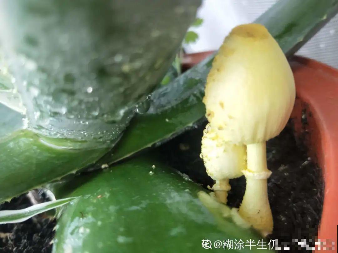 花盆里长了个“蛋”，赶紧换盆，否则必死无疑！