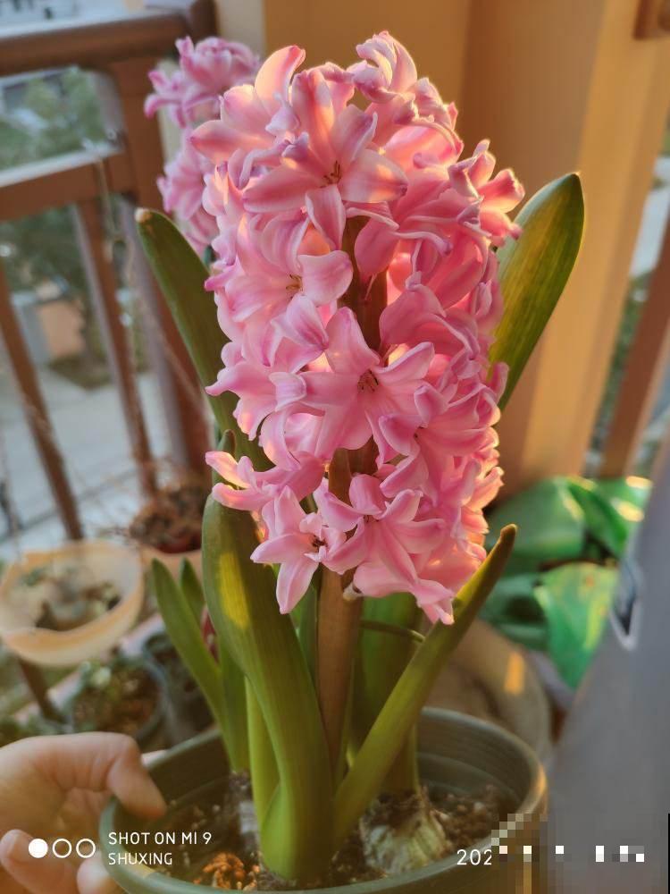 5种花不能养在卧室，香味太浓，影响睡眠