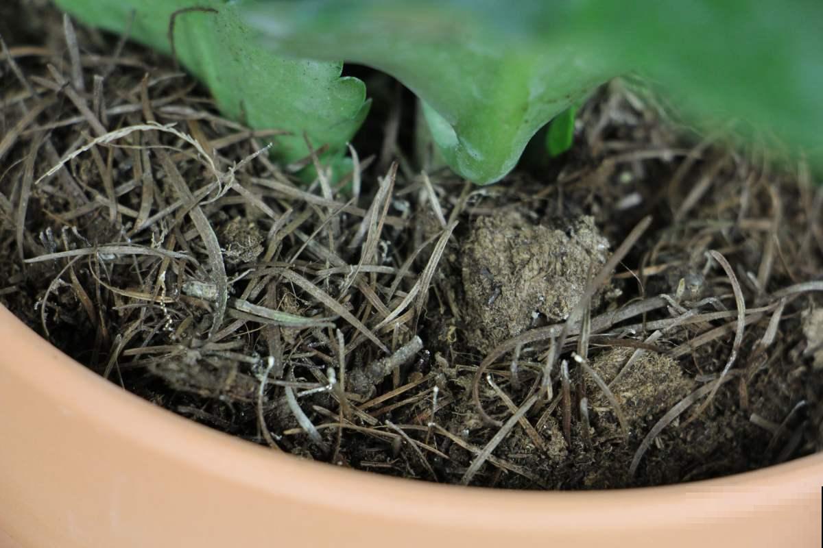 养花人必备：3分钟学会，居家养花小秘诀！