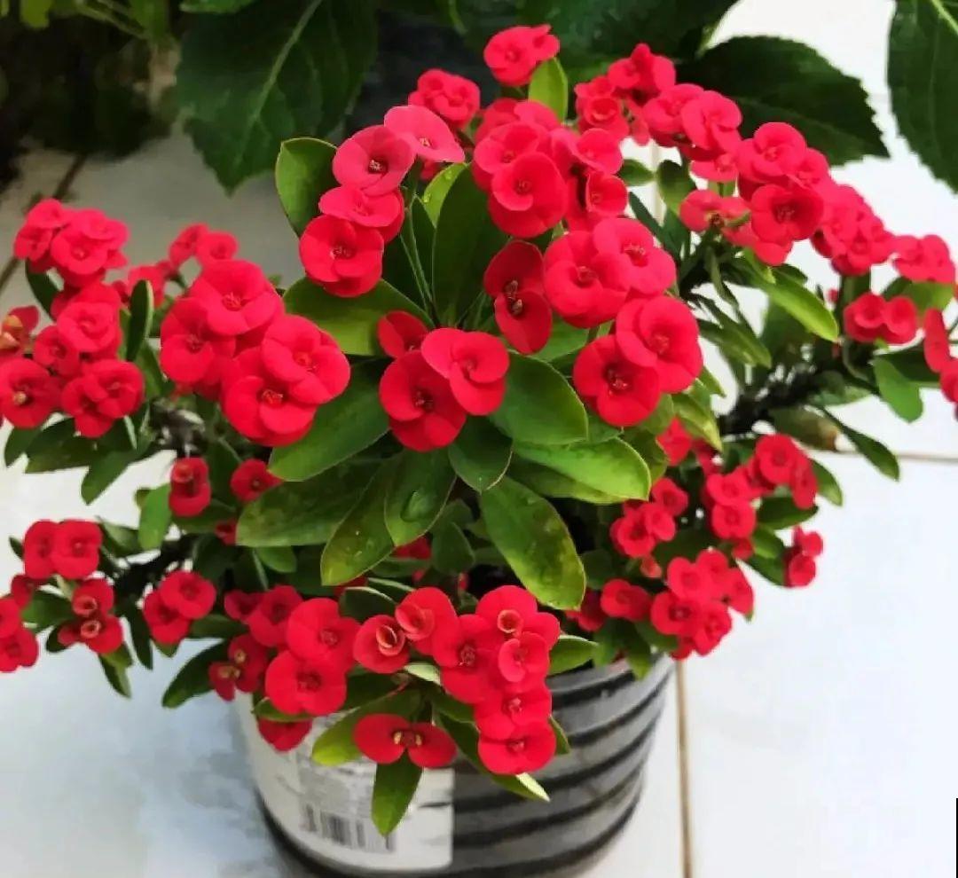 6种花净化空气效果好，放卧室特养人，睡得还香