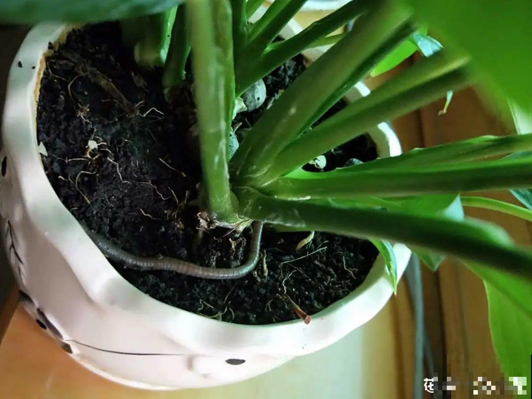 花盆里长了个“蛋”，赶紧换盆，否则必死无疑！